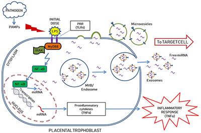 MicroRNA-Mediated Control of Inflammation and Tolerance in Pregnancy